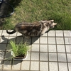 何の為の「猫草」