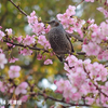 河津桜とヒヨドリ