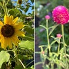 夏の日・夏の陽を詠んだ短歌　　夏の日のあつもり塚に涼み居て病気なほさねばいなじとぞ思ふ　正岡子規　　夏の日のくれゆく時に海原と空との色は見飽かざりけり　岡麓　　山ながら夏の陽つよし．／女学校の講堂に来て／風をすがしむ　石原純　　真夏日のひかり澄み果てし浅茅原にそよぎの音のきこえけるかも　斎藤茂吉　　夏の日は女役者のものごしのなまめかしさに似てさびしけれ　北原白秋　　真夏陽に磨かれてゆく石一つその中核の闇ぞ恋しき　佐佐木幸綱