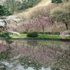 【新潟・長岡】悠久山の枝垂桜。