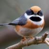 阿里山の鳥たち　その他