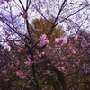 【飛鳥山公園】十月桜