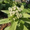 フキノトウの花が咲きました