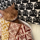 まるのおと