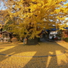 報恩寺と安養寺のイチョウ