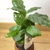 【観葉植物】コーヒーの木の育て方はシンプルに。#1