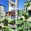 キュウリの摘芯