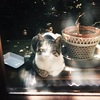 ねこ写真#149