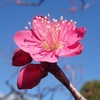 池上梅園（東京都大田区）ではことしも花がきれいだよ！