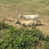 徳之島町立郷土資料館