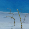 うみたまご｜水族館 日記