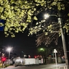 浅間神社下の夜桜
