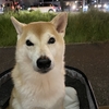 涼しいと良いこと沢山！！
