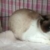 猫兎猫ちゃんねる-にゃんとにゃん-nyan to nyan-　その50