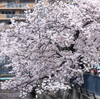 EF70-200mm F2.8L IS USMを持って桜を撮影しにご近所散歩
