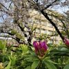 過ぎゆく春の桜色と、新緑の赤紫色。