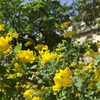 Jardin du Luxembourg のお散歩