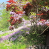 秩父の芝桜