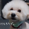 ～SUO for DOG レビュー～