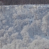 風雪が吹き降ろした東側斜面の木々
