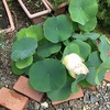 蓮花状況　～ lotus flower situation