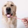 ペットのお口の健康管理：知っておくべきこと