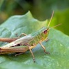 バッタの物理学と生物学で解き明かすその生態