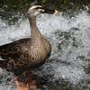 週末里山探鳥倶楽部 その1/3