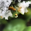 雨上がり