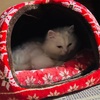 『愛猫』冬支度