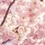 桜の香りの秘密とその効能〜春を彩る桜のフレグランスで香りを楽しもう！