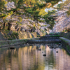 夙川の桜