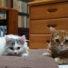 二匹の猫がカメラ目線の写真を写すのは至難の業・・・