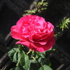 2015/05/11　マダムヴィクトールヴェルデ　キレイに開花！(*^_^*)