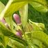 レモンの花の「有葉花」と「直花」について