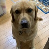 悩みの種