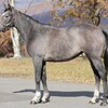 【ノルマンディー】2025年度募集馬評価51フサイチリニモの24