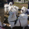 堕天使マシュマロの一日②