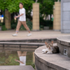 近隣繁華街のねこさん