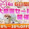 ペットショップ宮城　子犬特集！　仙台市/岩沼市/気仙沼市 セール開催
