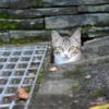 我輩は（野良）猫である！　　　便利屋「こころ」　豊島区池袋   東京