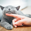 猫の癒し効果・なぜ猫はリラックスさせるのか