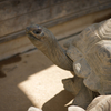 アルダブラゾウガメ Aldabrachelys gigantea