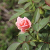 初秋の薔薇の開花