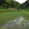 6月29日の活動～麦畑の草刈、田の草取りや補植