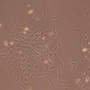 ニワトリ胚骨格筋由来細胞の培養