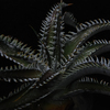 Dyckia ‘Spino’