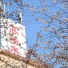 秋田市内の春景色　高清水の工場の桜など（秋田県秋田市）