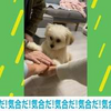 掛け声に合わせて“えいえいおー”する犬 小さな前足を飼い主の手に乗せるキュートな姿に「永遠に見ていられる」反響続々