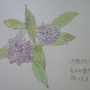 山紫陽花の絵を描く